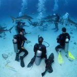 5 Rekomendasi Wisata Menyelam Di Kepulauan Bahama yang Tidak Boleh Terlewatkan