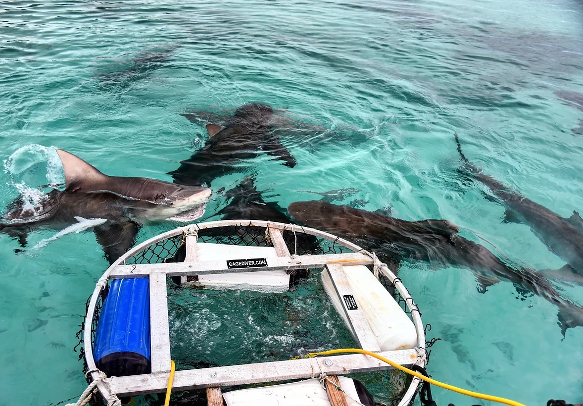 Keindahan Bimini Kepulauan Bahama yang Wajib Dikunjungi