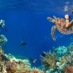 Great Experiences of Diving in Bimini