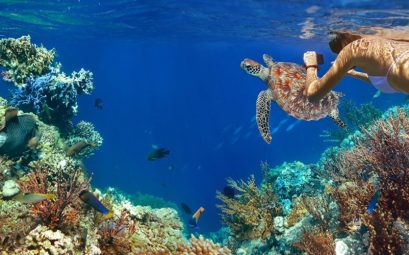 Great Experiences of Diving in Bimini